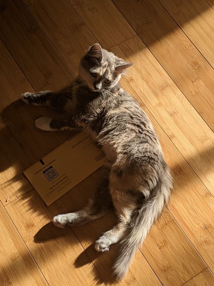 mochi is a pastel torbie calico kitten that is mostly gray with orange and white spots. she is lounging in the sun
