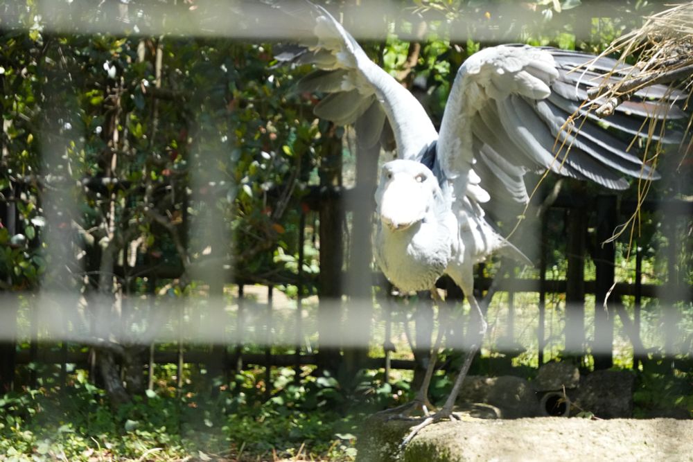 飛び立ち
