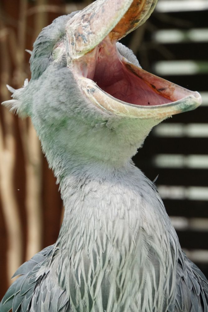 ハシビロコウのあくび