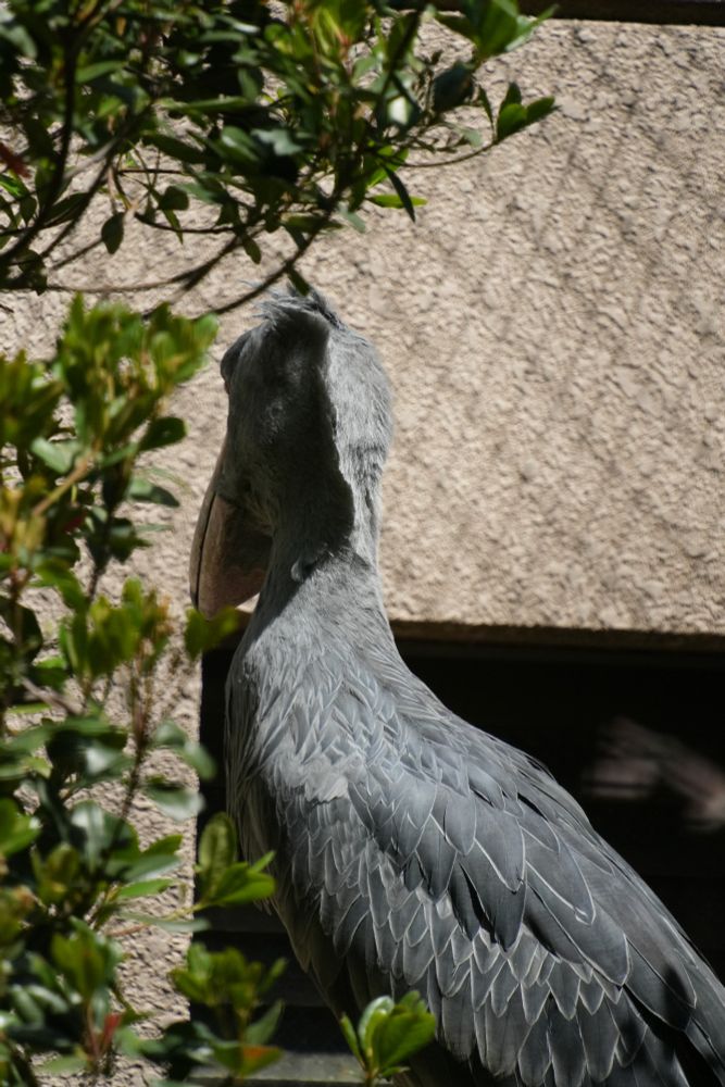 ハシビロコウ
