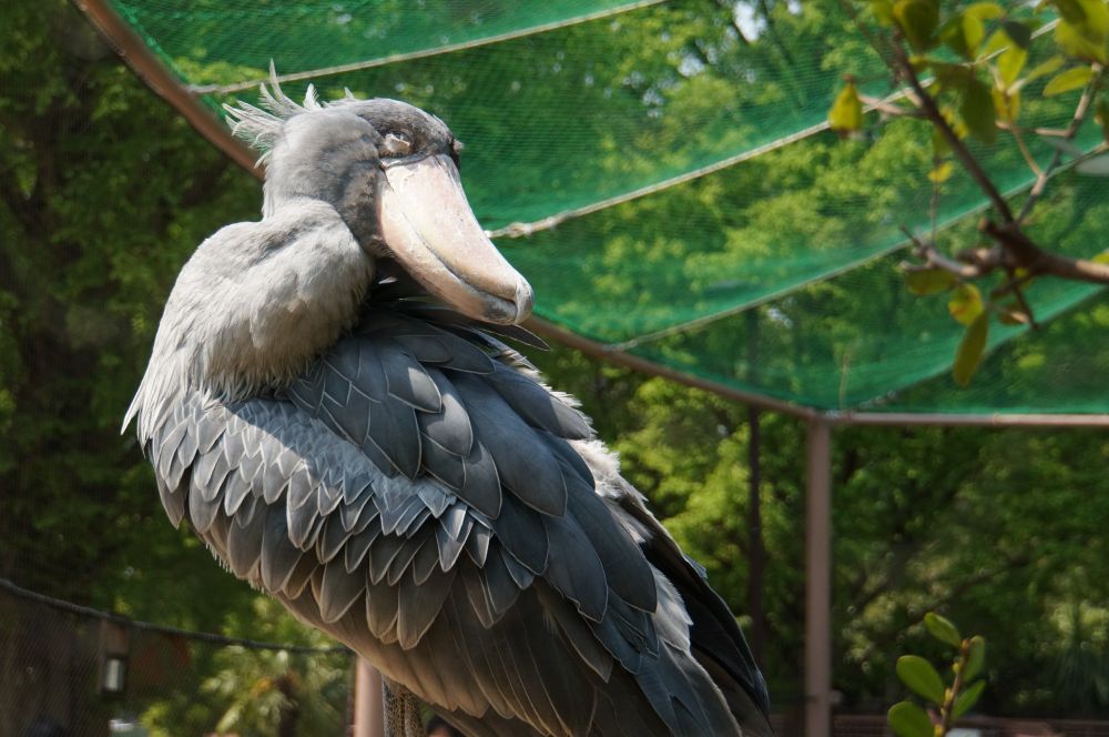 ハシビロコウ