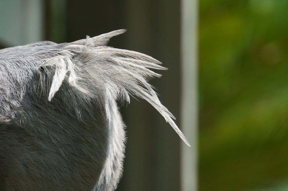 ハシビロコウの冠羽