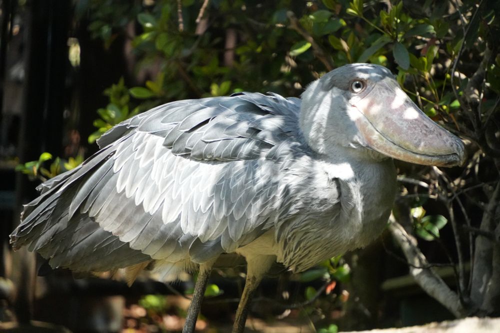 ハシビロコウ