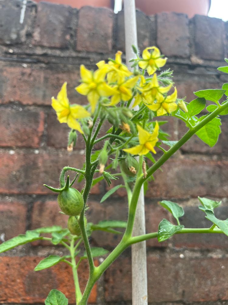 Close up 2 small green tomatoes and a bunch of yellow flowers 