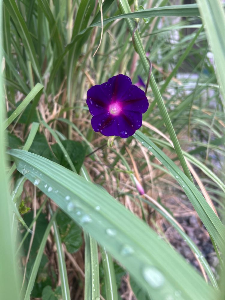Solitary deep purple morning glory bloom with a glowing pink center, climbing behind pampas grass leaves holding morning dewdrops 