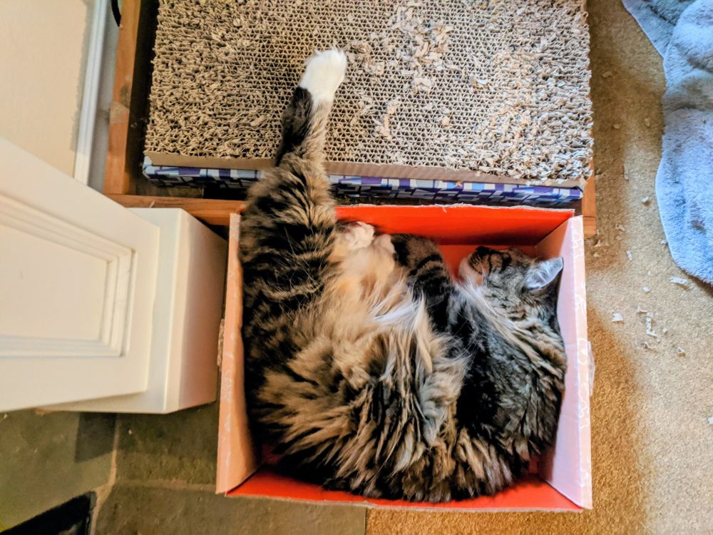 Siberian cat sleeping in orange box with leg sticking out.