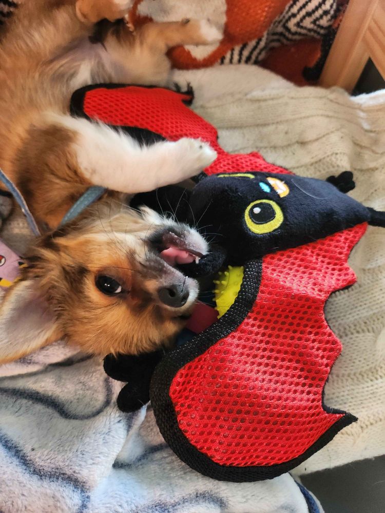 Cute brown sable chihuahua puppy chewing on a red and black Kong brand bat toy 