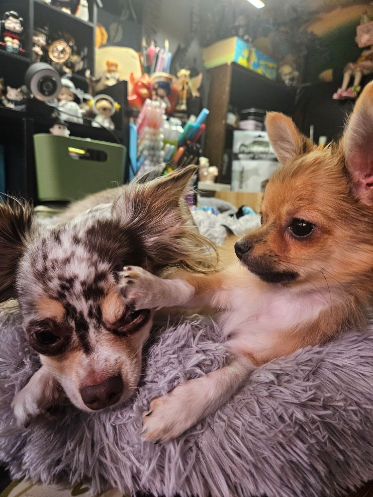 A smaller brown chihuahua puppy pushing a larger red Merle chihuahua puppy away with her paw in his face 