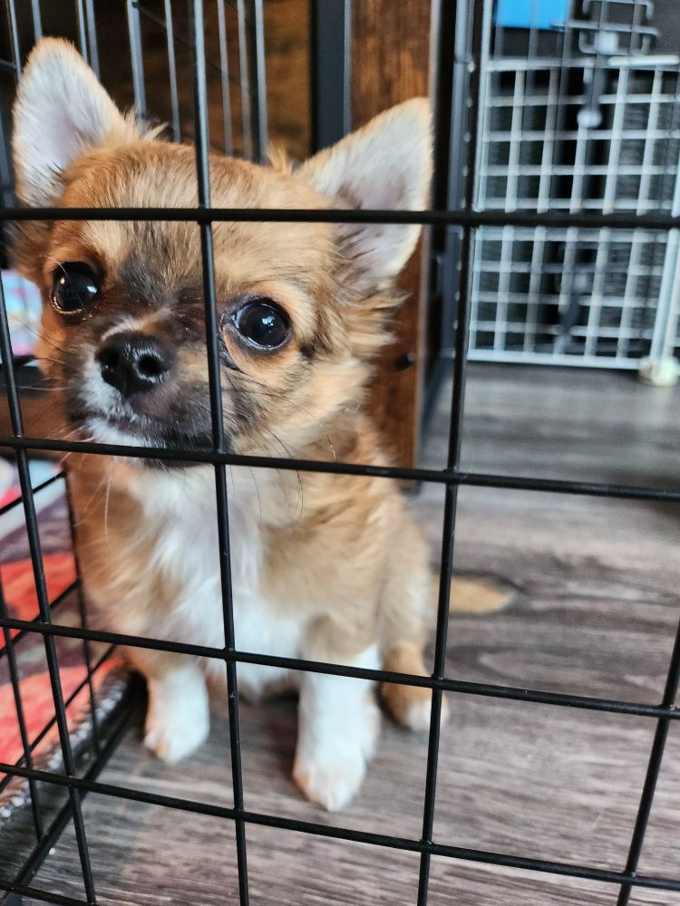 brown sable chihuahua puppy behind a playpen