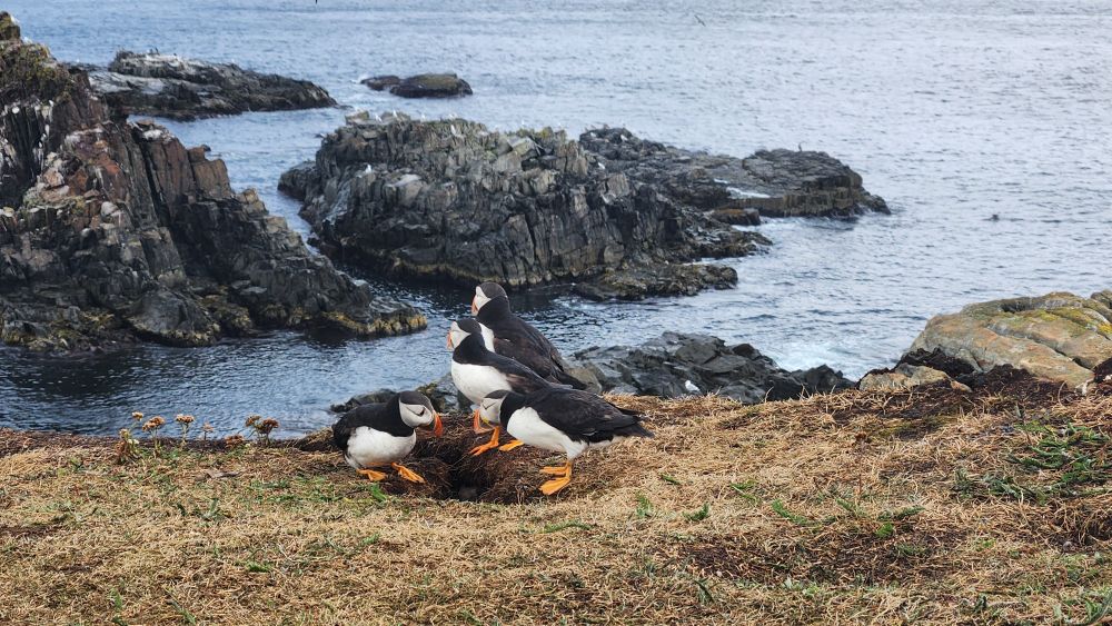 Puffins in newfoundland checking out a hole