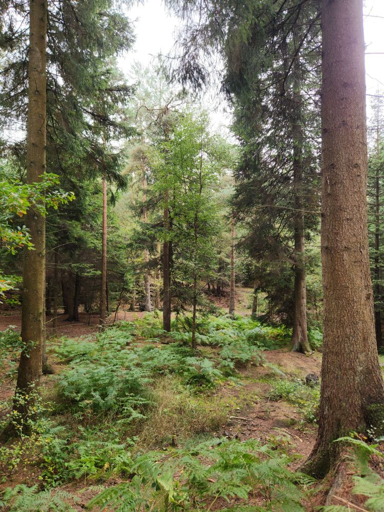 view over ferns through trees on one of the trails in Cropton forest, Yorkshire