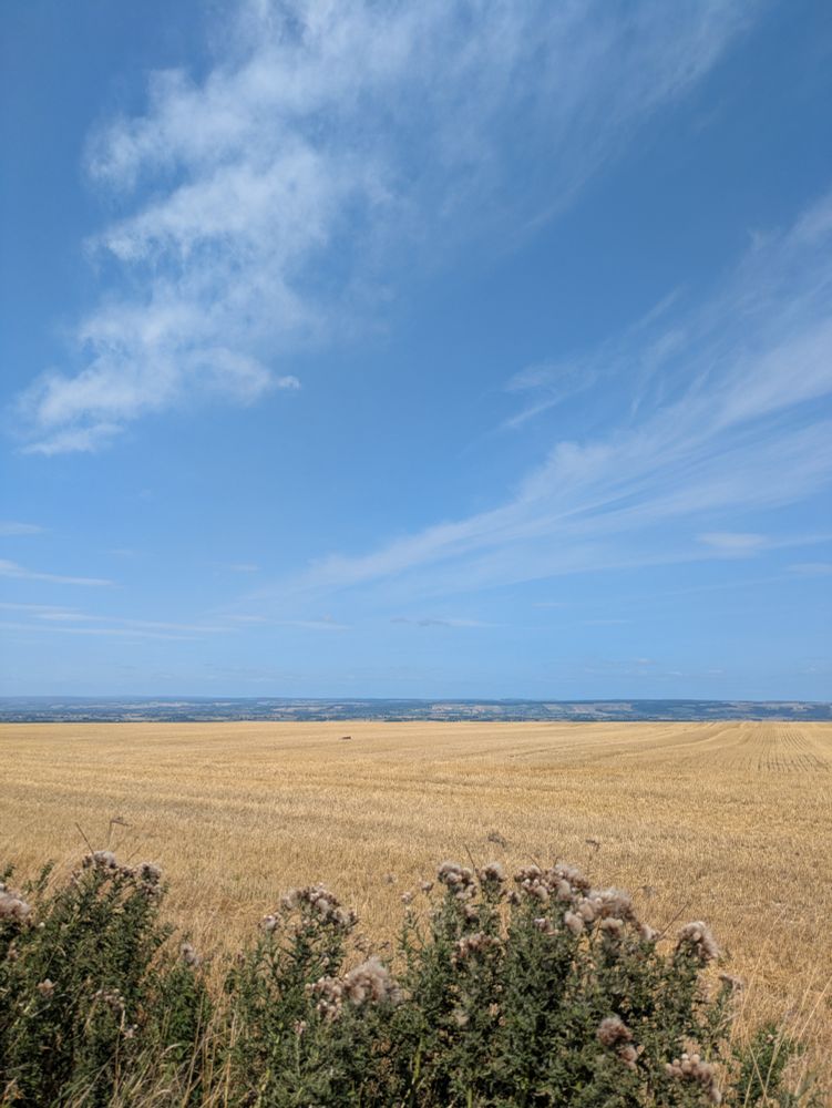 Somewhere in Yorkshire, between East Riding and North Yorkshire, vast fields of corn with more fields and farmland in the background. Big blue skies above
