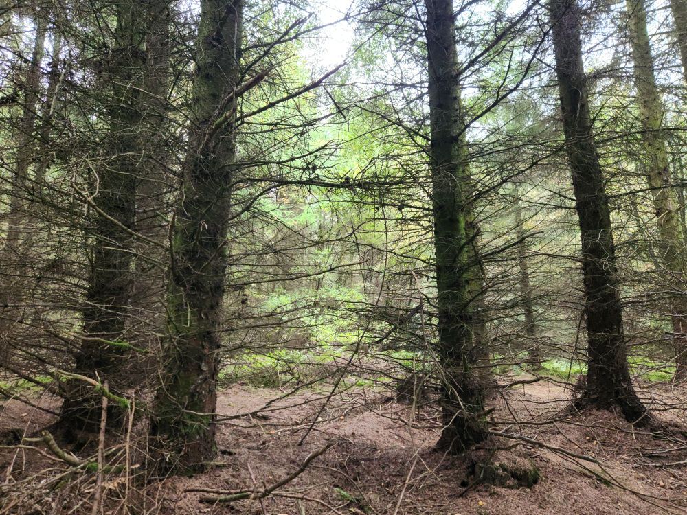 view through trees on a trail in Dalby forest, an autumnal forest floor leads to sunlit trees behind