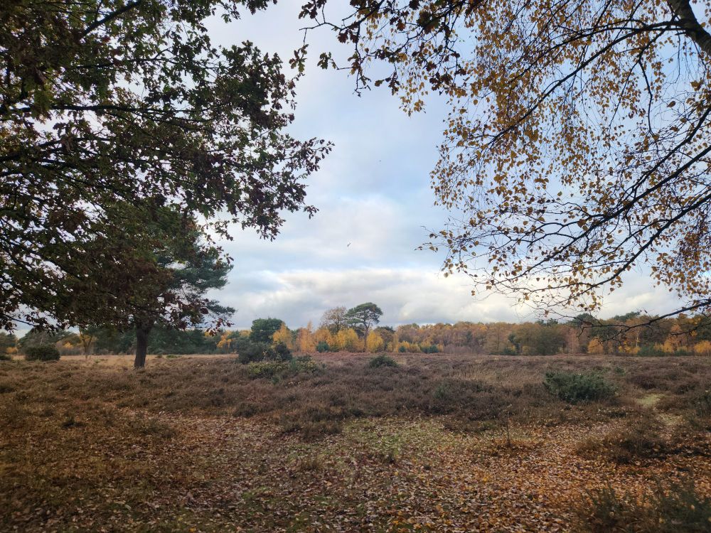 view over Skipwith common in North Yorkshire, towards autumnal coloured trees on the far side