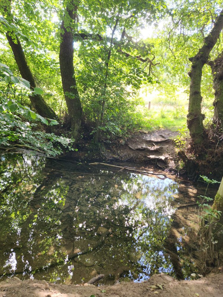 A small stream in Dalby forest surrounded by lush green trees reflected in the water. On the other side of the stream is a green field leading to farmland