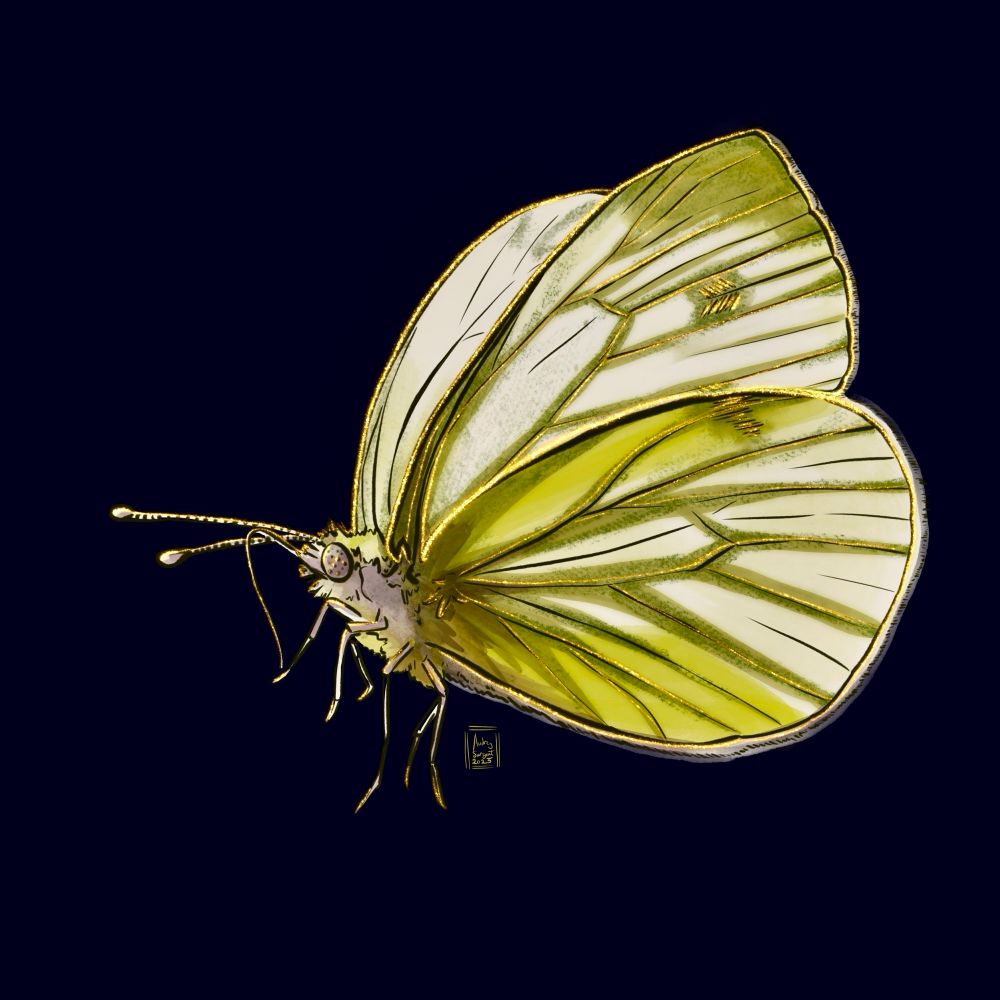 A digital painting of a very pale winged, almost white butterfly, with olive green shadows on its wings and darker green shots along the veins of its wings. Its body is greenish and gray, with a many lensed eye and long antennae. The wings have a pale white fringe on their back edges. The entire butterfly is accented in gold with some extra at its dark spots to help it stand out against the background. 