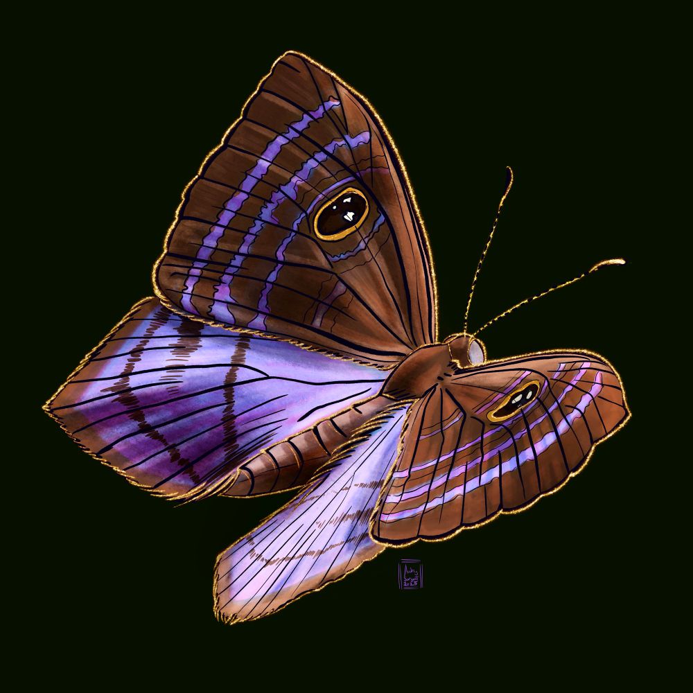A Purple-Washed Eyed-Metalmark butterfly painted digitally. Its pointed, scalloped edged chocolate brown wings have large eye markings on the top set, framed by purple lines. The lower wings see those lines reverse to brown with a pale metallic purple background. The entire butterfly is accented in gold leaf on a dark background. 