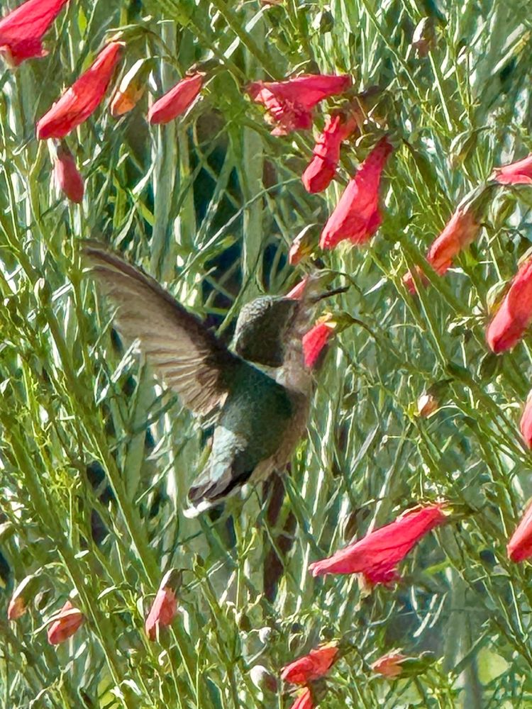 A female calliope (?) hummingbird in green and tan with a short tail, drinking from red firecracker penstemon, surrounded by stems and red tubular flowers. 