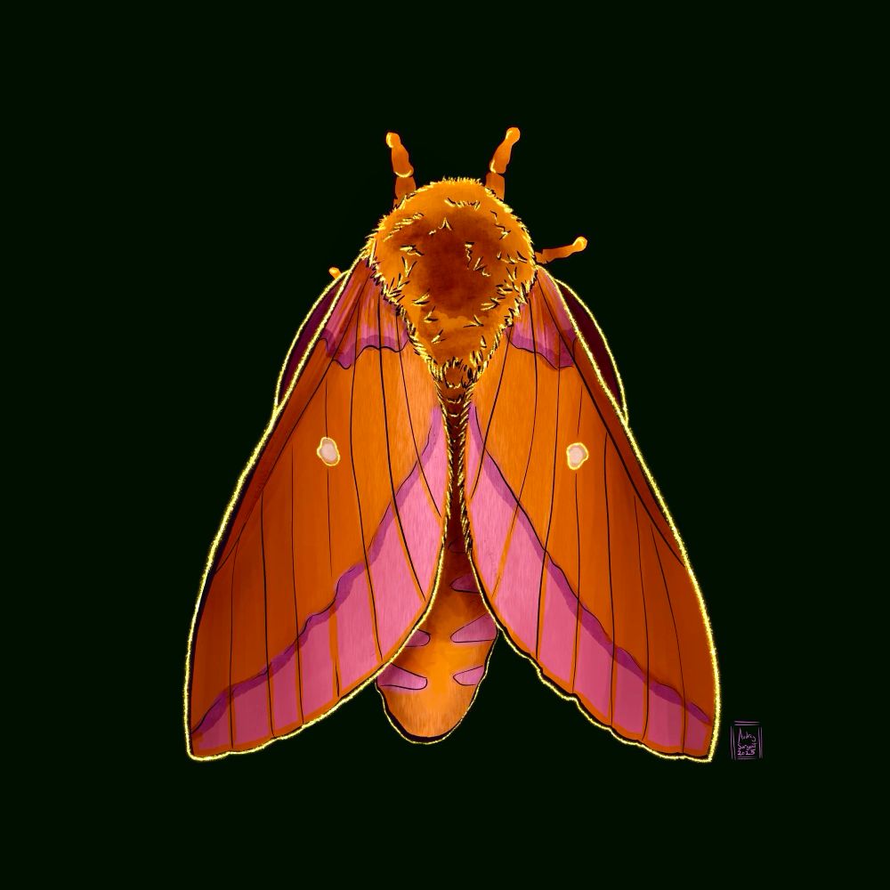 An ochre yellow orange moth with lavender pink stripes on the backs of its wings, and around its abdomen. Its head is like a fuzzy orange pompom, the wings have pink and purple shoulder marks. Each wing has a single white dot. This simple moth is emphasized with gold, because I love doing it. 