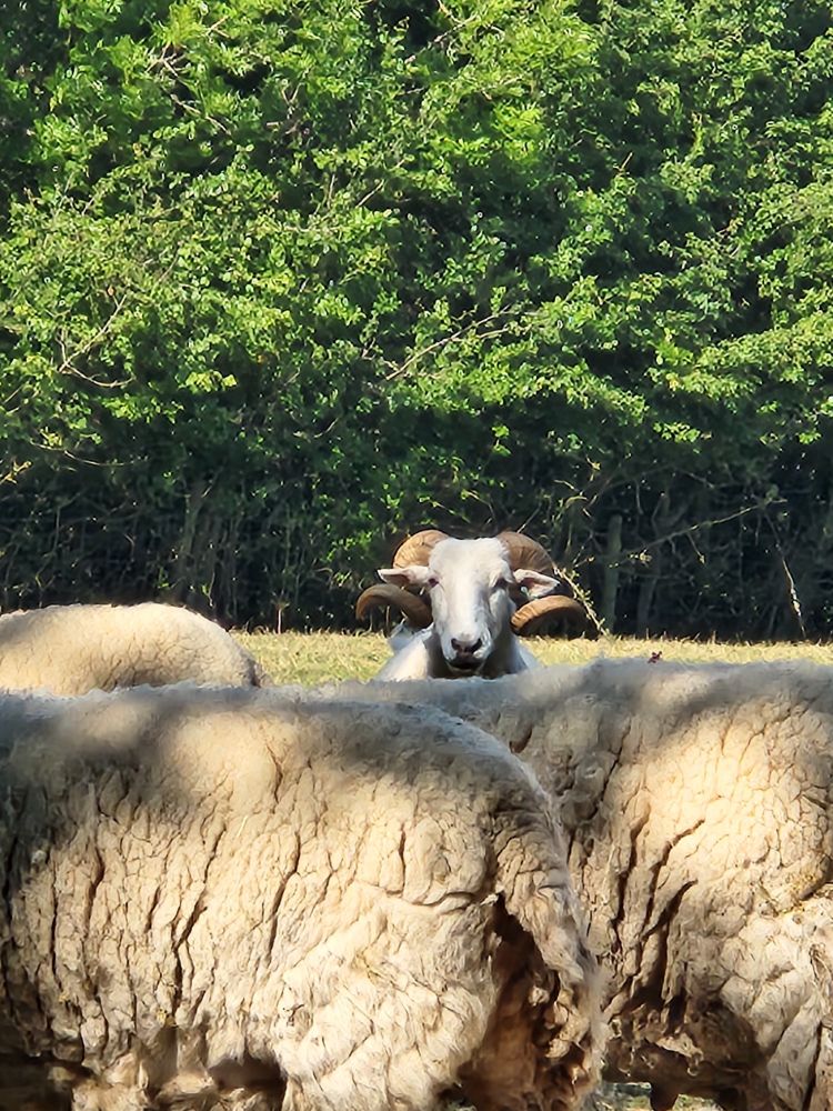 A ram facing the camera with sheeps walking past infront of him