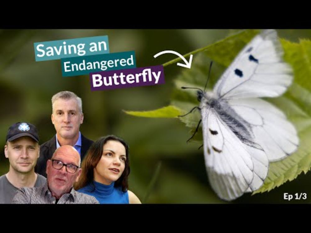The Endangered Clouded Apollo | To Save a Butterfly – mini-series Ep 1/3