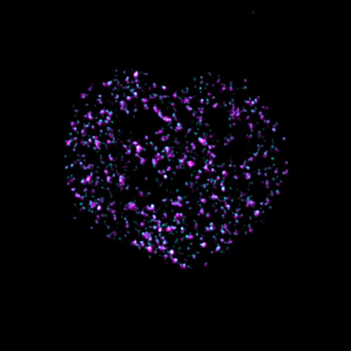 The image shows a microscopy image of a replicating human epithelial cell with two different nascent DNA labels in cyan and magenta, which was imaged with super resolution microscopy (3D-SIM) at the SciLifeLab Advanced Light Microscopy unit.