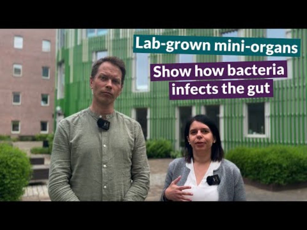 Lab-grown mini-organs help uncover how pathogens cause disease
