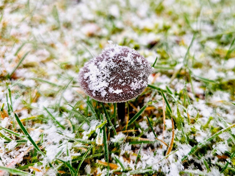 Kleiner Pilz auf Rasen, wird von Schneegrieseln bedeckt.