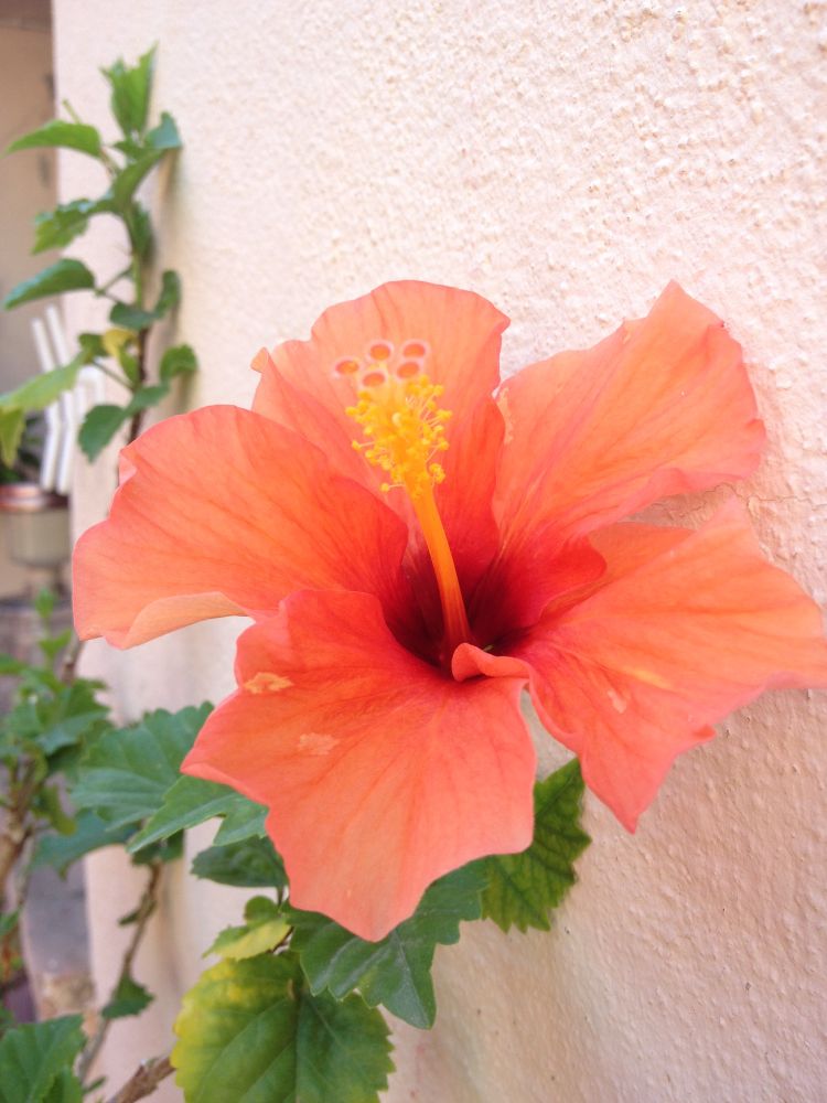 A beautiful orange-red flower that I saw one morning as I cycled past it. It has green leaves and is leaning against a whitewashed wall.