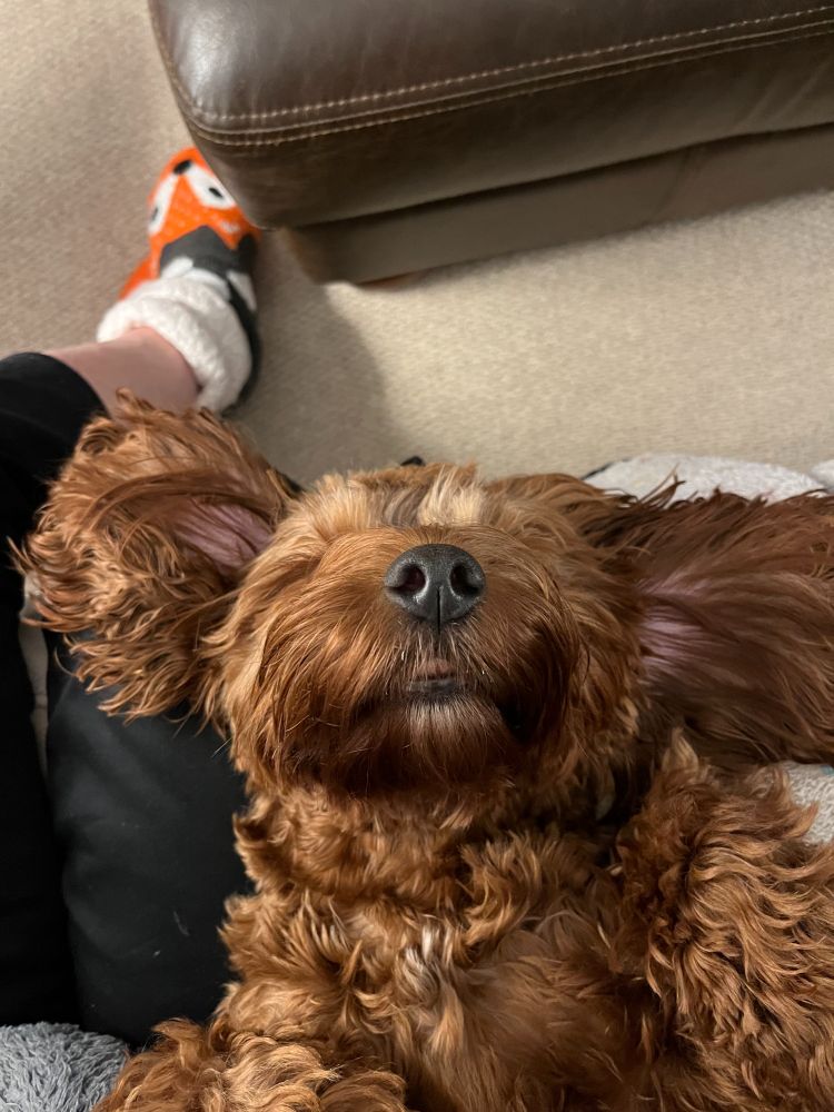 Connie relaxing on my lap, having just shared a great, growly tug-of-war in the garden with one of her scruffiest toys. She is a gentle, ginger cockapoo and she enjoys a right tussle xxx
