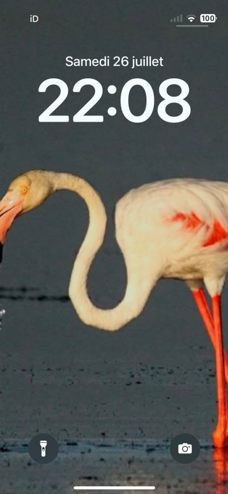 Flamingo photo by Joseph Hiard. One of the many flocks in Leucate and that region. I love this pic.
