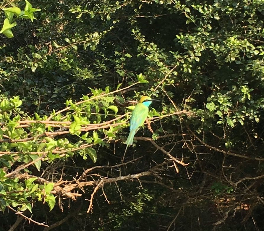 Bee eater shot with my iphone in Sri Lanka. It is mainly green but has a blue throat and blue stripe on its head. is it a little green bee-eater or what?