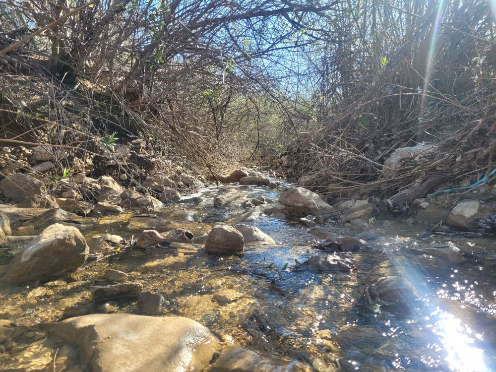 A photo taken just above the waterline of a gentle stream surrounded by dormant vegetation.
