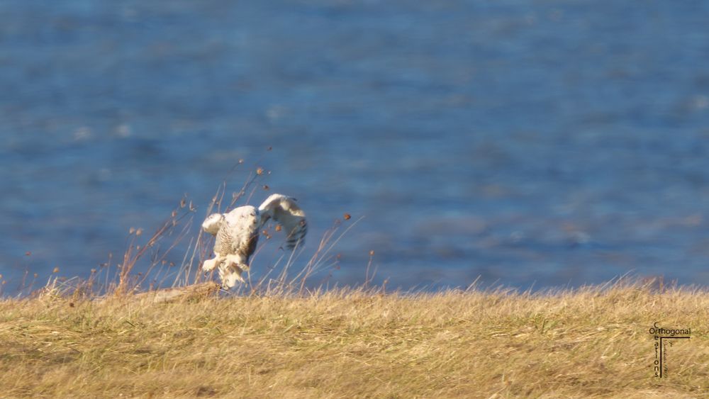 A Snowy Owl hops from its perch on a grassy shoreline, with a vibrant blue Lake Erie in the background.