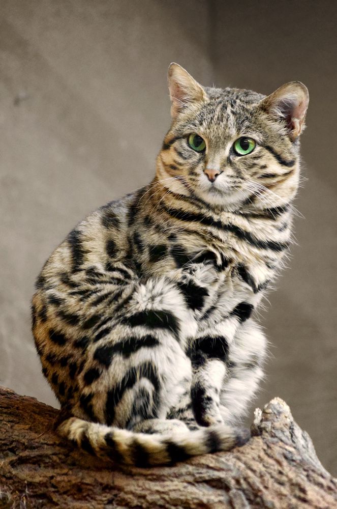a photograph of a black-footed cat; it is about the same size and shape as a standard housecat, however it has dark stripes and markings similar to a serval but over pale tan and gray fur.