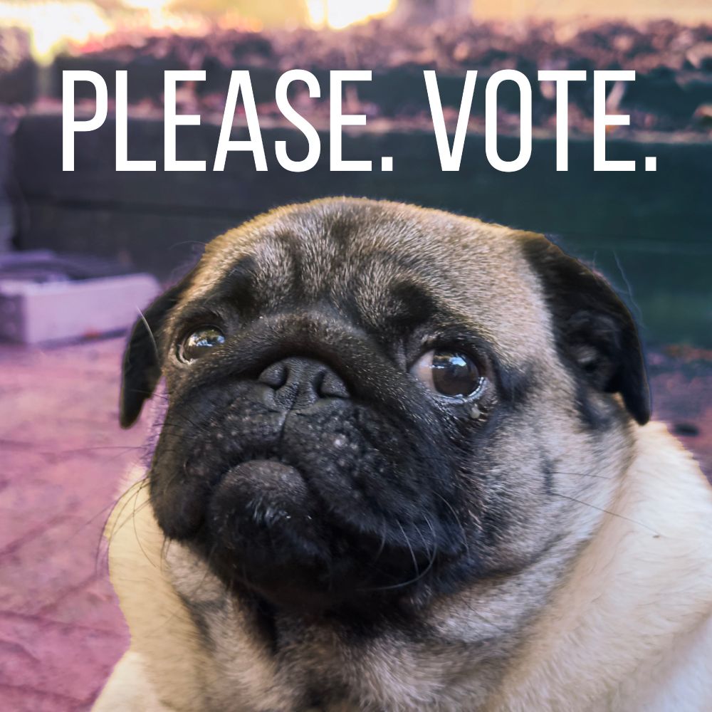 A sweet baby pug looks into the camera and her whole vibe is desperately worried. The caption: “please vote”
