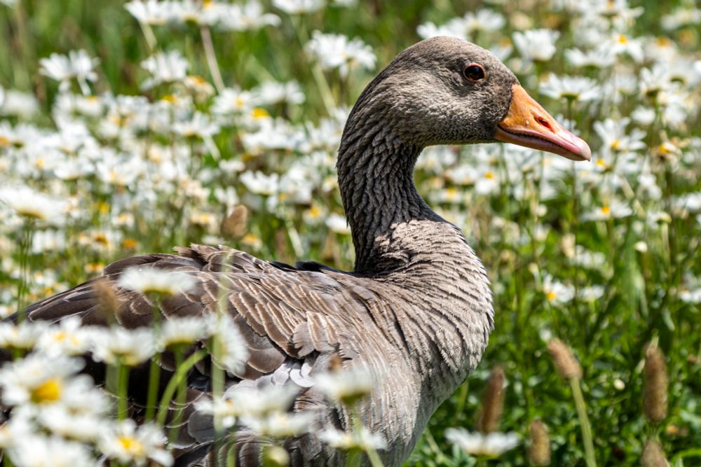 A greylag goose sat in a field of daisies 