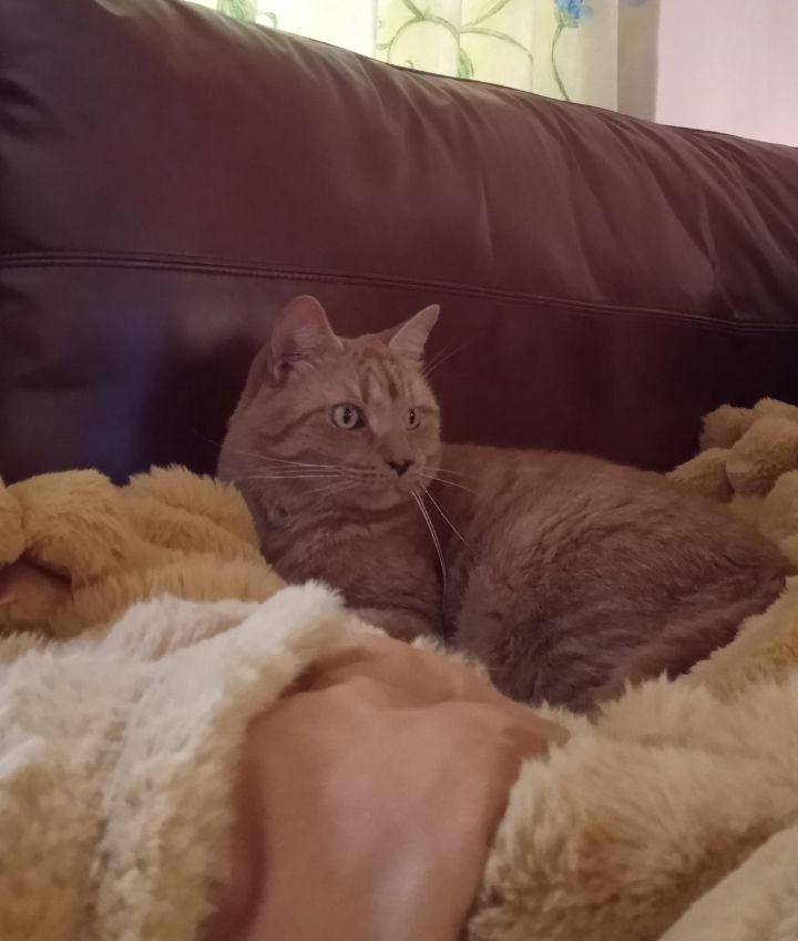 A ginger cat, on a gold blanket looking fascinated by something.  The something is the BBC Springwatch programme.