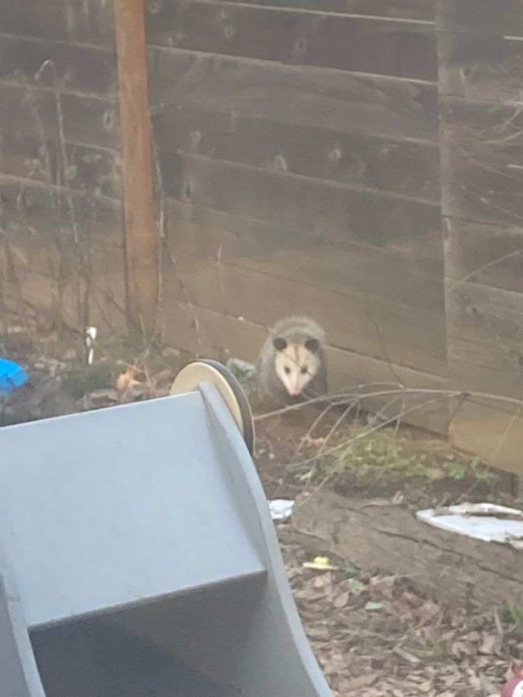 A large possum stares down the photographer from the backyard