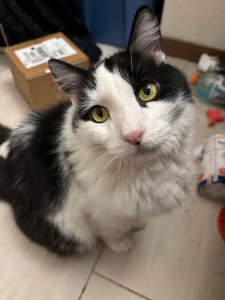 Black and white domestic medium hair cat staring at the camera. 