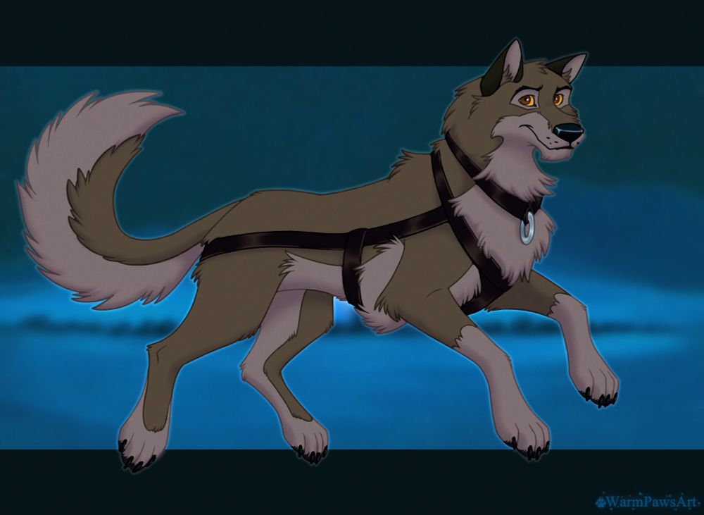 Balto in a harness against the background of the night