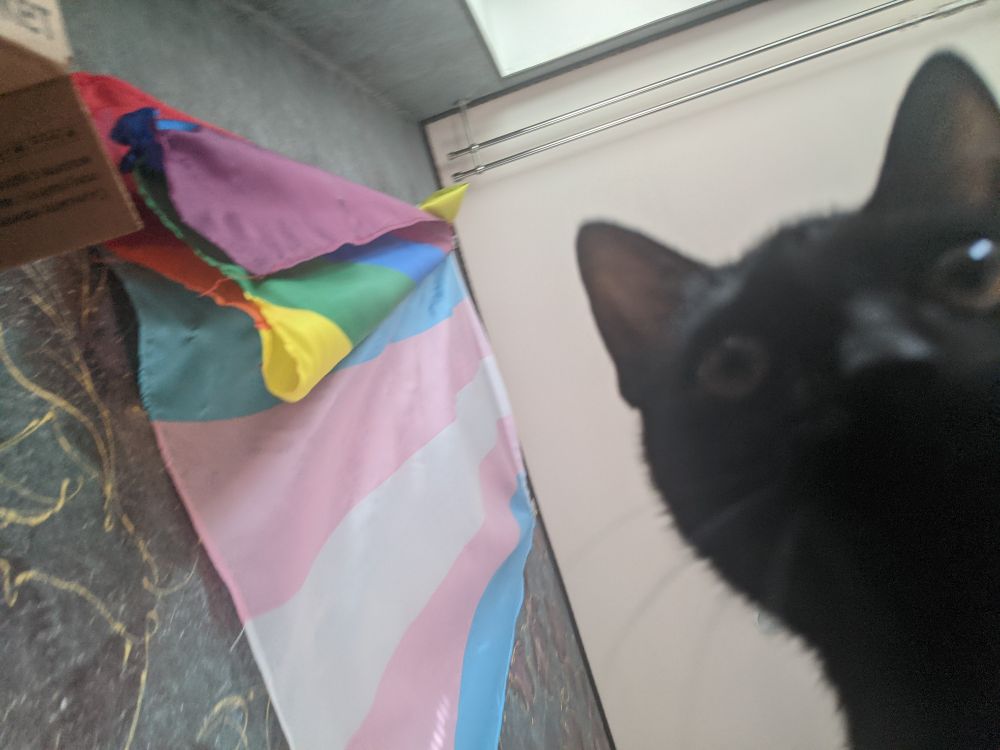 Blurry picture of a bugeyed black cat, trans flag in the background