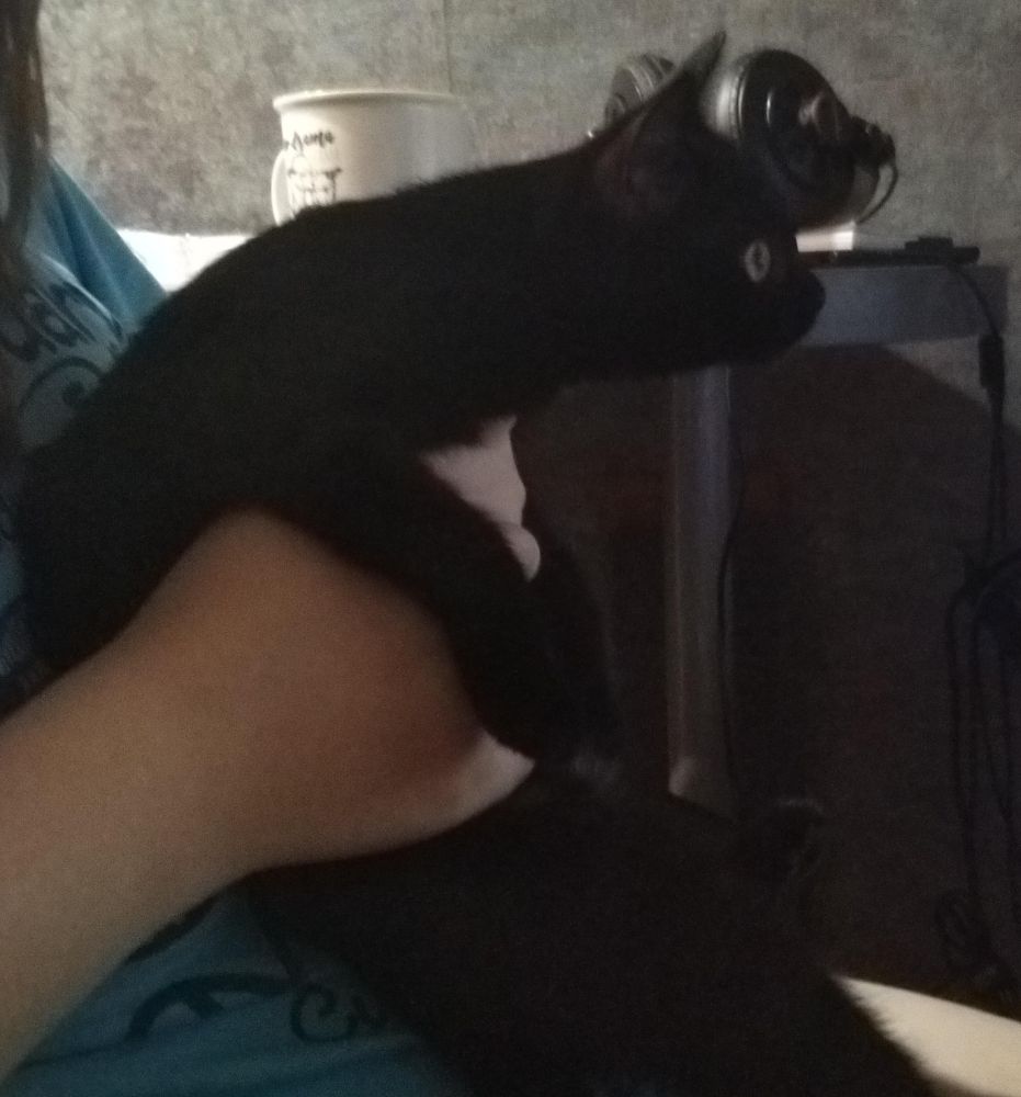 Black cat held in hands, stretching out her head looking at something off camera
