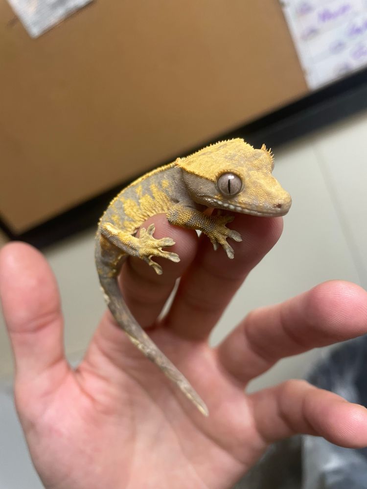 A crested gecko juvenile we have in our backroom enclosures, so curious 