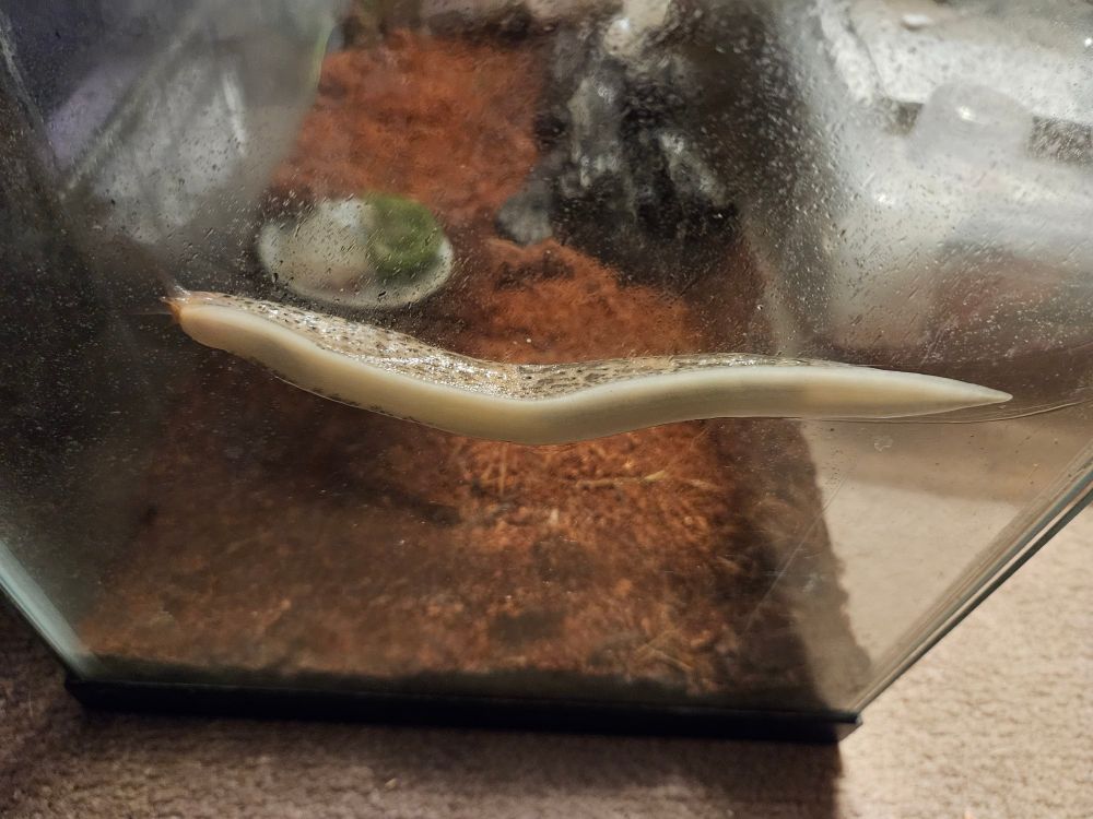 A leopard slug is spread out along the wall of its glass terrarium. Its underside is fully visible.