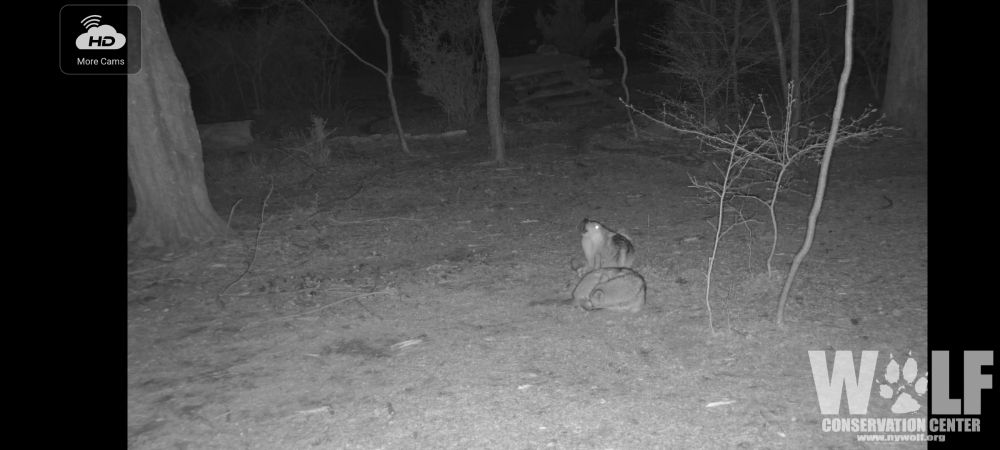 Black and white screenshot from the Wolf Conservation Center webcam showing 2 wolves at night, one is curled up asleep, the other is lying down, mid-howl.