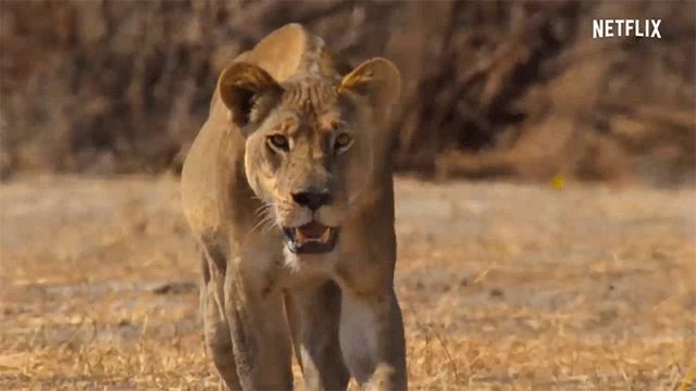 a lioness is walking across a dry grass field with a netflix logo in the background