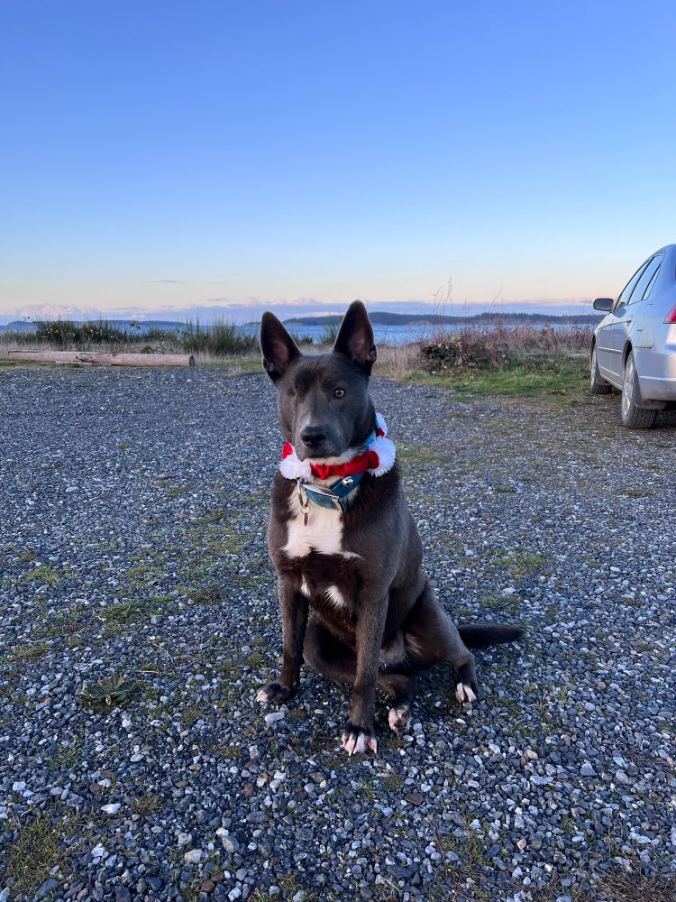 Black and white shepherd mix dog with a Christmas collar on sitting on gravel by the ocean 