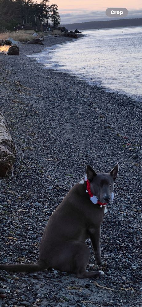 Ricco, black & white shepherd mix dog with a Christmas collar on sitting on the beach 