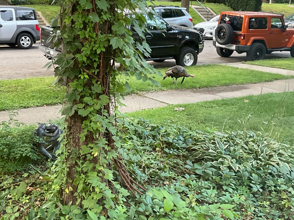 Green lawn, with a wild Turkey standing by the sidewalk , with cars parked in the street 